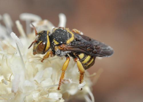 Réf. 62 093 : Rhodanthidium infuscatum