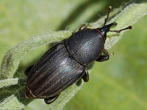 Sphenophorus abbreviatus