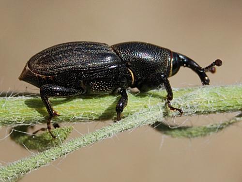 Réf. 62 459 : Sphenophorus abbreviatus