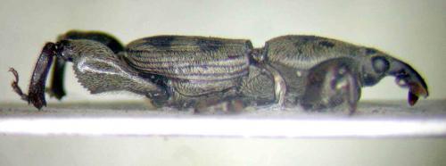 Scolytoproctus sp.