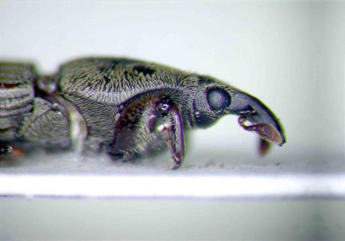 Scolytoproctus sp.