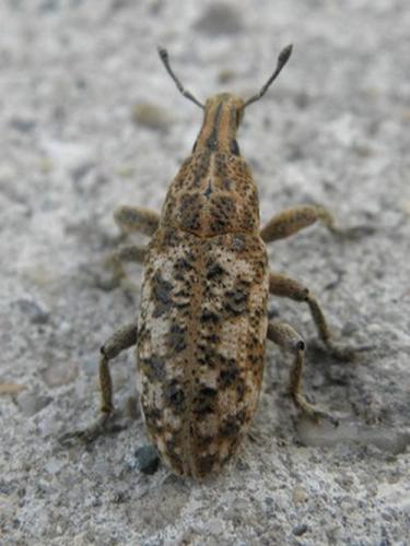 Cyphocleonus dealbatus
