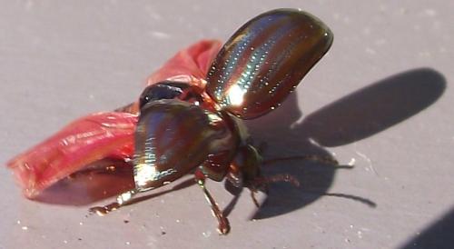 Réf. 62 679 : Chrysolina americana