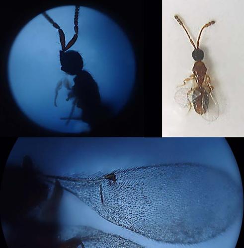 Réf. 62 086 : Basalys sp.