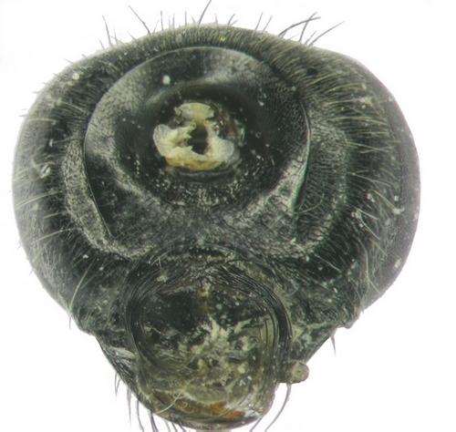 Dipogon variegatus