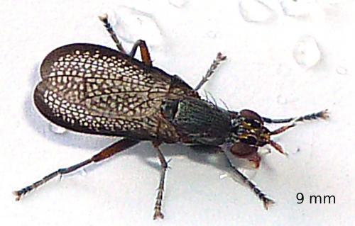 Réf. 62 078 : Coremacera marginata