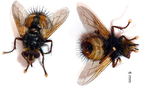 Tachina fera