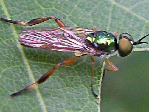 Réf. 62 995 : Chorisops sp.