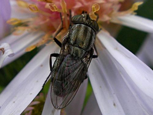 Stomorhina lunata