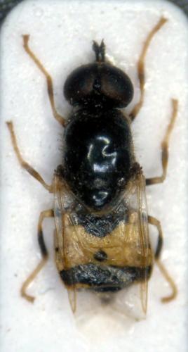 Réf. 62 809 : Nemotelus notatus