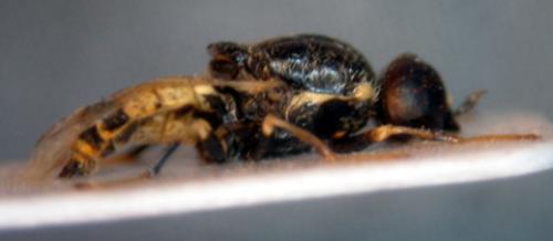 Réf. 62 825 : Nemotelus notatus