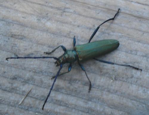 Aromia moschata