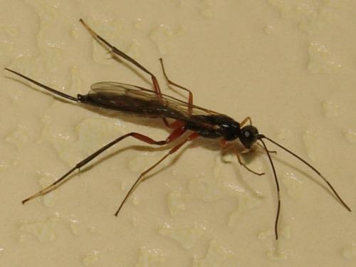 Deuteroxorides elevator