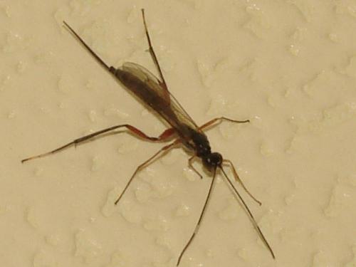 Deuteroxorides elevator
