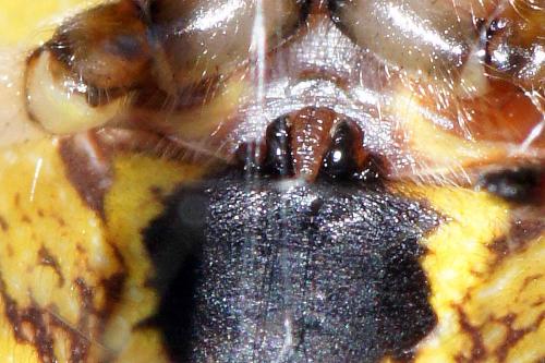 Araneus marmoreus