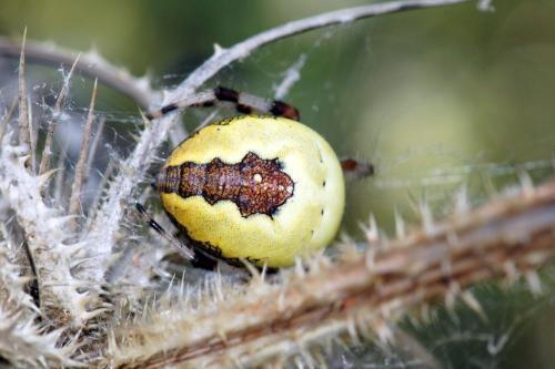 Araneus marmoreus