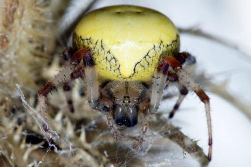 Réf. 62 464 : Araneus marmoreus