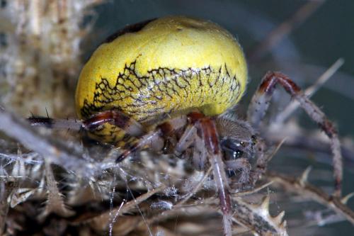 Réf. 62 465 : Araneus marmoreus