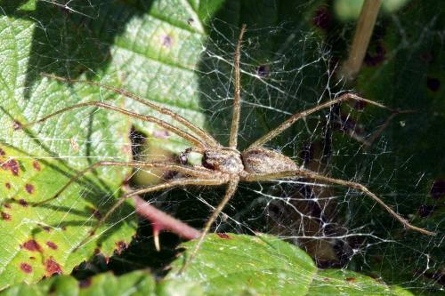 Réf. 62 473 : Allagelena gracilens