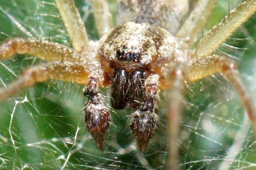 Allagelena gracilens