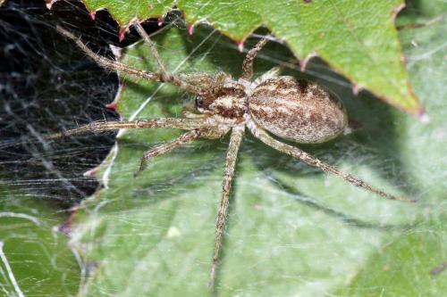 Allagelena gracilens