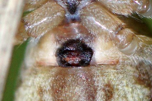 Allagelena gracilens