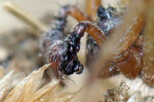 Allagelena gracilens