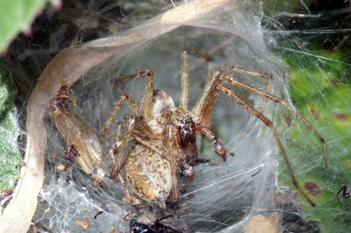 Réf. 62 484 : Allagelena gracilens