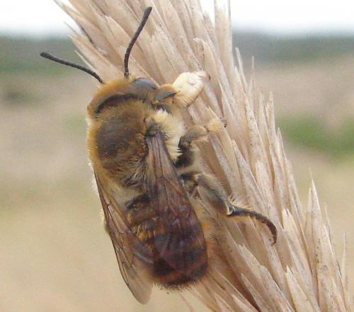 Réf. 62 312 : Megachile maritima