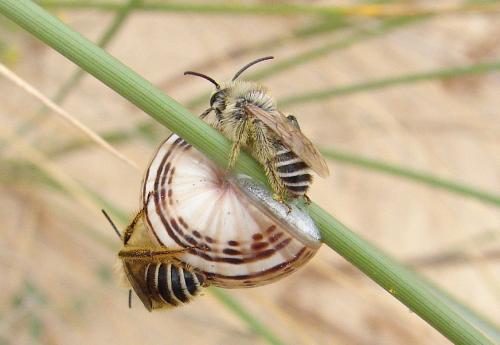 Dasypoda sp.