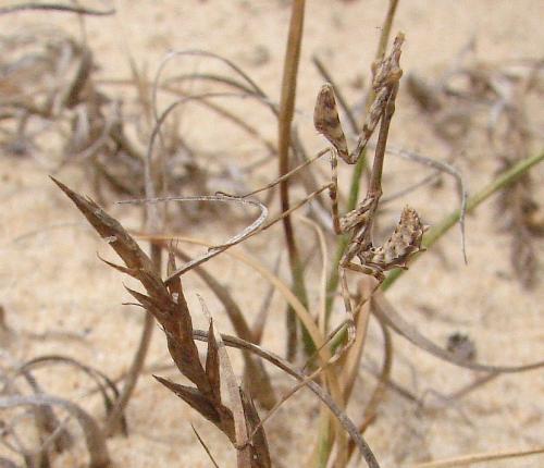 Réf. 62 310 : Empusa pennata