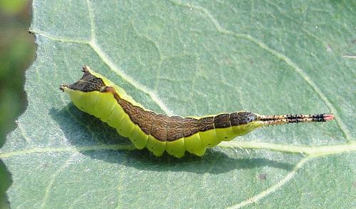 Réf. 62 457 : Cerura sp.