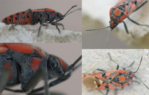 Spilostethus pandurus