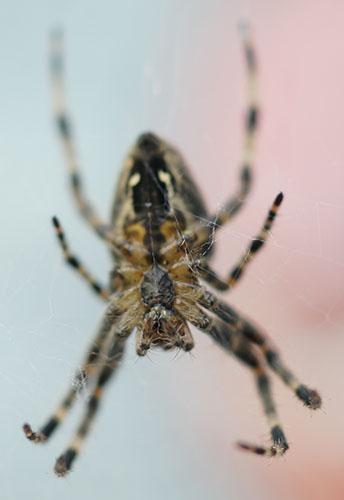 Araneus diadematus
