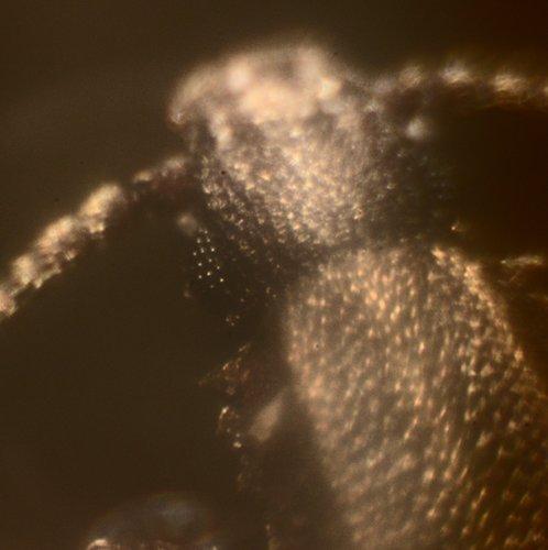 Oryzaephilus surinamensis