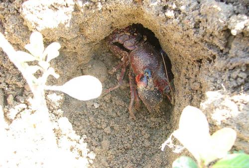 Réf. 62 789 : Procambarus clarkii