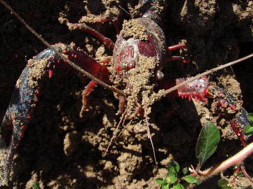 Réf. 62 790 : Procambarus clarkii