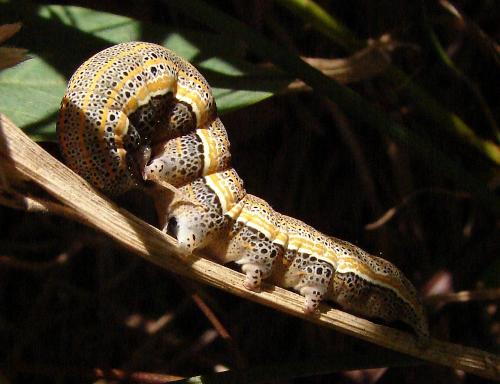 Réf. 62 772 : Aedia leucomelas
