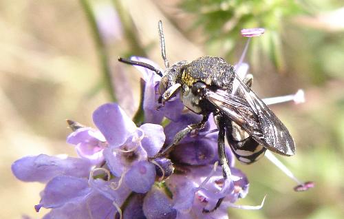 Epeolus fallax