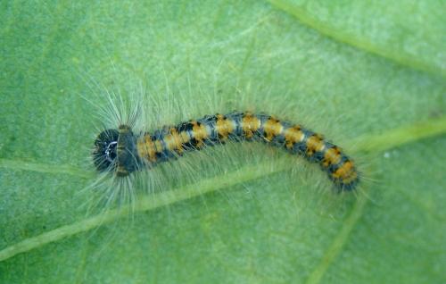 Lasiocampa quercus
