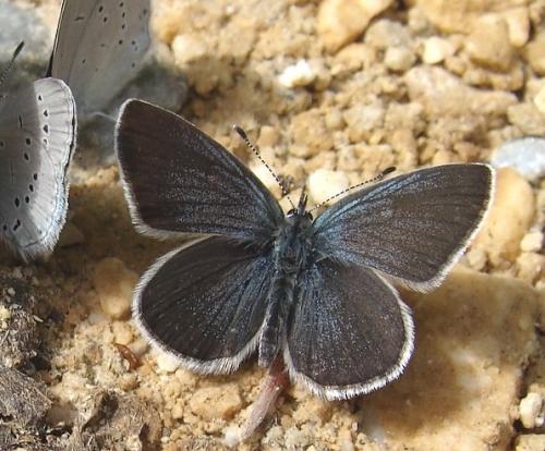 Cupido minimus