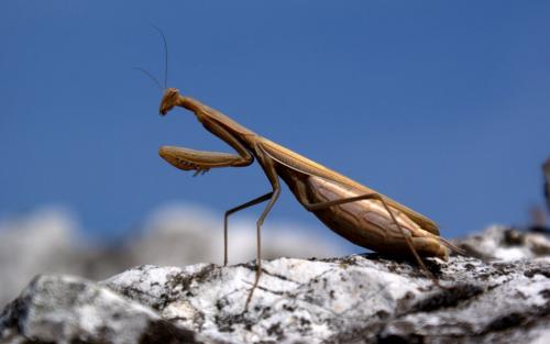 Mantis religiosa