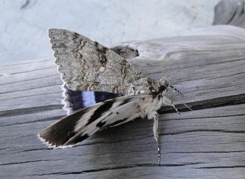Réf. 62 050 : Catocala fraxini