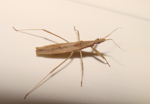 Réf. 62 071 : Sastrapada baerensprungi