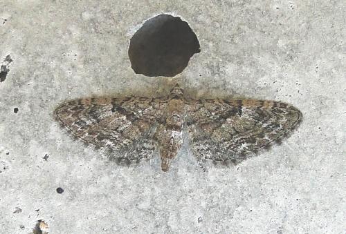 Réf. 62 155 : Eupithecia pusillata