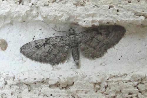 Réf. 62 201 : Eupithecia pusillata