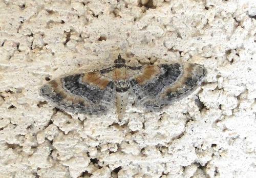 Réf. 62 160 : Eupithecia linariata