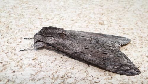 Agrius convolvuli