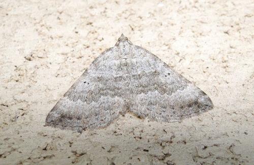 Réf. 62 502 : Scotopteryx bipunctaria