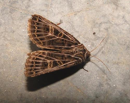 Tholera decimalis